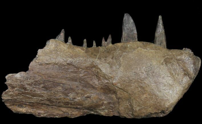 Xiphactinus Jaw Section With Teeth - Kansas #38961